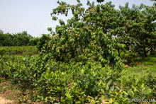 将图片加载到图库查看器,狮峰龙井茶