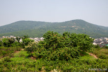 将图片加载到图库查看器,狮峰龙井茶