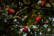 将图片加载到图库查看器,狮峰龙井茶