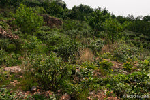 将图片加载到图库查看器,狮峰龙井茶