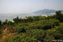 将图片加载到图库查看器,狮峰龙井茶