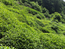 将图片加载到图库查看器,川根煎茶