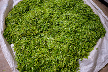将图片加载到图库查看器,Da Xue Shan Wild White Tea 2026