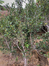 Load image into Gallery viewer, Phoenix Dan Cong Ba Xian 2021 / 鳳凰単叢 八仙