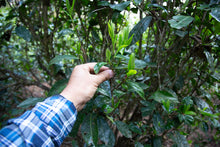 Load image into Gallery viewer, Pine Forest Ancient Garden - Single Tree Raw Pu-erh