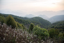 Load image into Gallery viewer, Bai Mu Dan White Tea 2022 / 白牡丹白茶