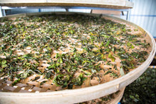 Load image into Gallery viewer, Single Tree White Tea / 单株古树白茶