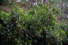 Load image into Gallery viewer, Pine Forest Ancient Garden - Single Tree Raw Pu-erh