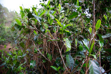 Load image into Gallery viewer, Pine Forest Ancient Garden - Single Tree Raw Pu-erh
