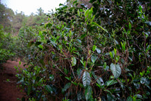 Load image into Gallery viewer, Pine Forest Ancient Garden - Single Tree Raw Pu-erh