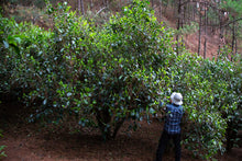 Load image into Gallery viewer, Pine Forest Ancient Garden - Single Tree Raw Pu-erh