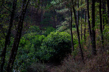 Load image into Gallery viewer, Pine Forest Ancient Garden - Single Tree Raw Pu-erh