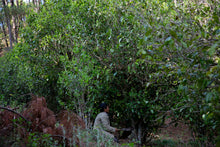Load image into Gallery viewer, Pine Forest Ancient Garden - Single Tree Raw Pu-erh