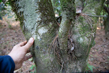 Load image into Gallery viewer, Pine Forest Ancient Garden - Single Tree Raw Pu-erh