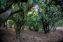 Load image into Gallery viewer, Pine Forest Ancient Garden - Single Tree Raw Pu-erh