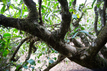 Load image into Gallery viewer, Pine Forest Ancient Garden - Single Tree Raw Pu-erh