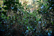 Load image into Gallery viewer, Pine Forest Ancient Garden - Single Tree Raw Pu-erh