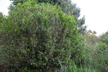 Load image into Gallery viewer, Single Tree Raw Pu-erh Tea 2019 / 単株普洱生茶