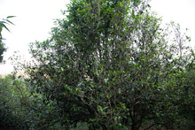 Load image into Gallery viewer, Single Tree Raw Pu-erh Tea 2019 / 単株普洱生茶