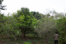 Load image into Gallery viewer, Single Tree Raw Pu-erh Tea 2019 / 単株普洱生茶