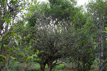 Load image into Gallery viewer, Single Tree Raw Pu-erh Tea 2019 / 単株普洱生茶