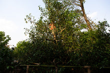 Load image into Gallery viewer, Single Tree Raw Pu-erh Tea 2019 / 単株普洱生茶