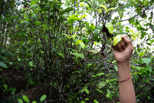 Load image into Gallery viewer, Single Tree Raw Pu-erh Tea 2019 / 単株普洱生茶