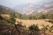 Load image into Gallery viewer, Vintage 2013 Myanmar White Tea Bud / 陈年缅甸白芽茶 2013