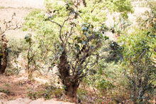 Load image into Gallery viewer, Vintage 2013 Myanmar White Tea Bud / 陈年缅甸白芽茶 2013