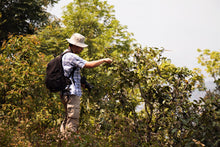 Load image into Gallery viewer, Vintage 2013 Myanmar White Tea Bud / 陈年缅甸白芽茶 2013