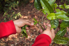 Load image into Gallery viewer, Vintage 2013 Myanmar White Tea Bud / 陈年缅甸白芽茶 2013