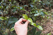 Load image into Gallery viewer, Vintage 2013 Myanmar White Tea Bud / 陈年缅甸白芽茶 2013