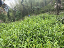 将图片加载到图库查看器,Tong Mu Mi Xiang Black Tea (Fei Zi Xiao) / 桐木妃子笑红茶