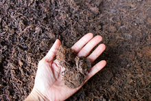 Load image into Gallery viewer, Da Cha Tou (Wu Liang Shan) Ripe Pu-erh 2020 / 无量山大茶头 熟茶