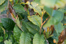Load image into Gallery viewer, Wild White Tea Bud / 野生白芽苞