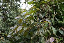 Load image into Gallery viewer, Wild White Tea Bud / 野生白芽苞