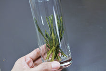 将图片加载到图库查看器,太平猴魁特别贡品2021/太平猴魁特贡