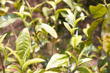 Load image into Gallery viewer, Yan Ming Shan Raw Pu-erh 2017 / 岩鸣山古树生茶