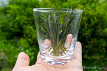 将图片加载到图库查看器,太平猴魁