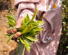 将图片加载到图库查看器, 刘家古树生茶 2025