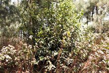 将图片加载到图库查看器, 刘家古树生茶 2025