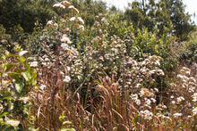 将图片加载到图库查看器, 刘家古树生茶 2025