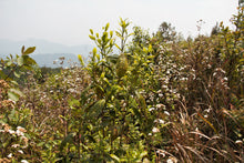 将图片加载到图库查看器, 刘家古树生茶 2025