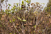 将图片加载到图库查看器, 刘家古树生茶 2025