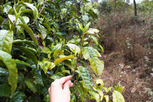 Load image into Gallery viewer, Lao Hei Zhai Raw Pu-erh Tea 2017 / 老黑寨古樹生茶 2017