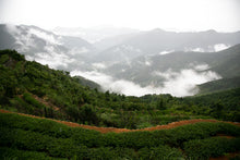 将图片加载到图库查看器,铁观音 / 鉄観音 清香