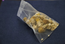 将图片加载到图库查看器,来自新疆的洋甘菊 / 洋甘菊 (新疆伊犁)