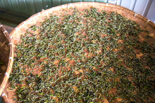 Load image into Gallery viewer, Bai Mu Dan White Tea 2022 / 白牡丹白茶