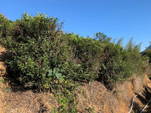 将图片加载到图库查看器,凤凰单丛 姜母香 2021