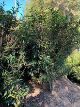 将图片加载到图库查看器,凤凰单丛 姜母香 2021